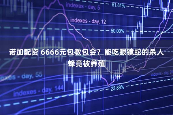 诺加配资 6666元包教包会?能吃眼镜蛇的杀人蜂竟被养殖
